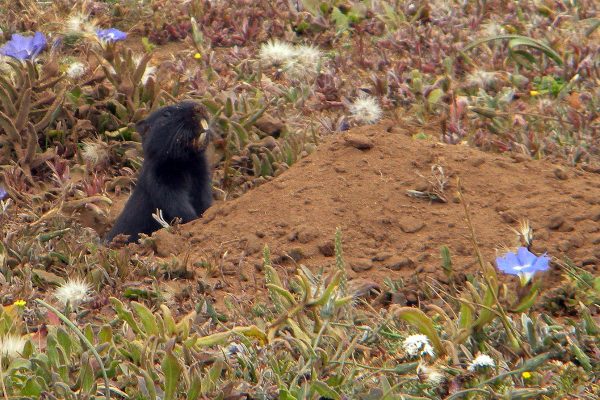 Libro identifica sorprendentes especies de flora y fauna que habitan la precordillera en Santiago