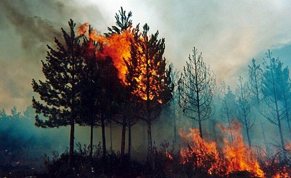No es la naturaleza, es el sistema económico