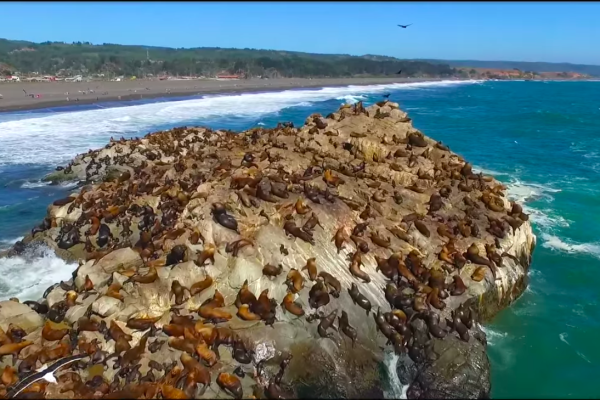 Estudio plantea que marejadas intensas son responsables de varazones masivas de crías de lobos marinos