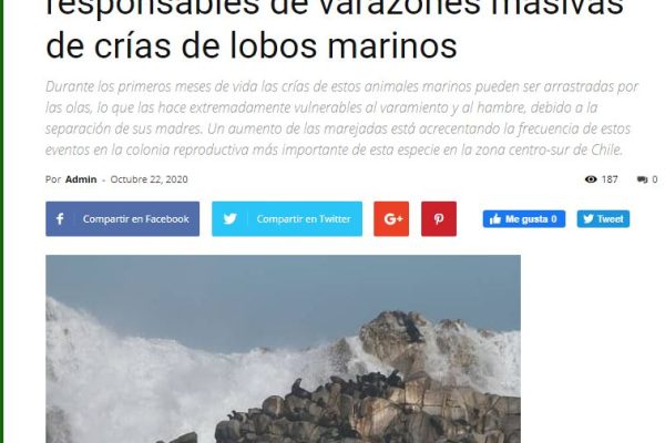 Codex Verde: Marejadas intensas serían las responsables de varazones masivas de crías de lobos marinos.