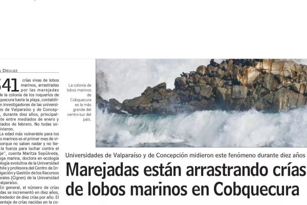 LUN: Marejadas est{an arrastrando crías de lobos marinos en Cobquequra