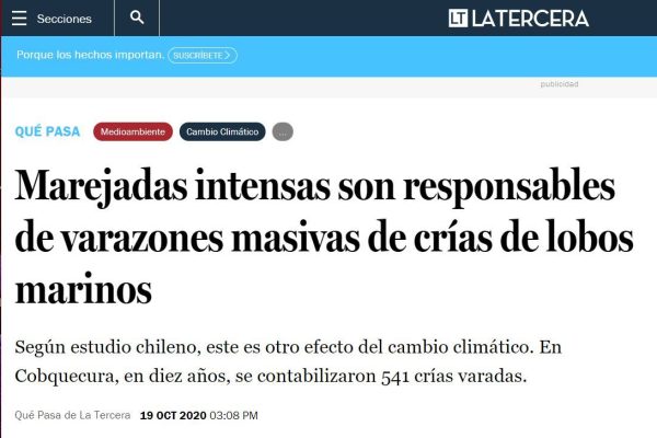 Qué Pasa.cl: Marejadas intensas son responsables de varazones masivas de crías de lobos marinos.