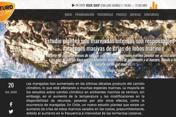Radio Futuro.cl: Estudio plantea que marejadas intensas son responsables de varazones masivas de crías de lobos marinos.