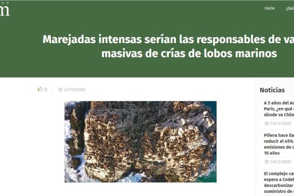 Terram.cl: Marejadas intensas serían las responsables de varazones masivas de crías de lobos marinos.