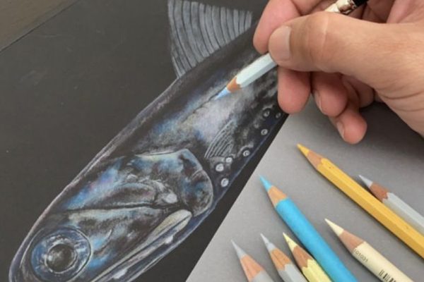 Doctora Carolina Martínez participará como docente en el curso tutorial online de Ilustración Científica Marina de Chile Central