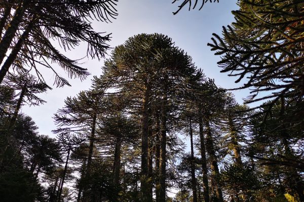 Coloquio abordará el rol de la comunidades Mapuche en la gestión hídrica