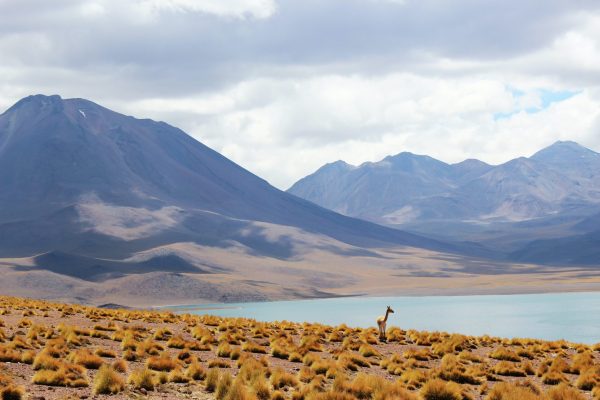Nueva Constitución y cambio climático: el insuficiente artículo 212