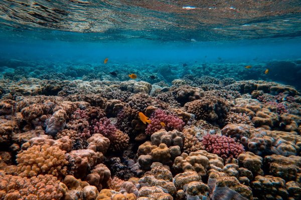 Arrecifes de coral funcionan como barrera natural ante las inundaciones costeras