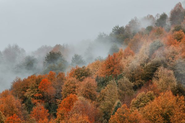 Convocatoria Investigador/a postdoctoral | Community-based wildfire risk management in Chile: gaps, tensions, and opportunities